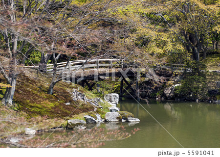 仙洞御所　南池の紅葉橋と出島 5591041