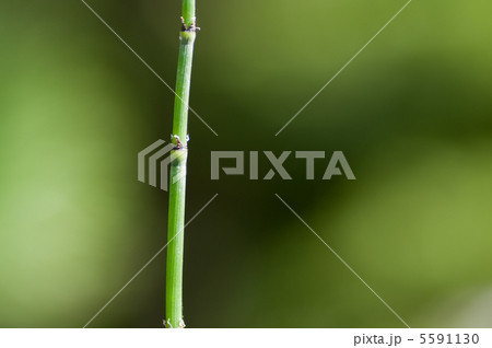 トクサ トクサ 5591130