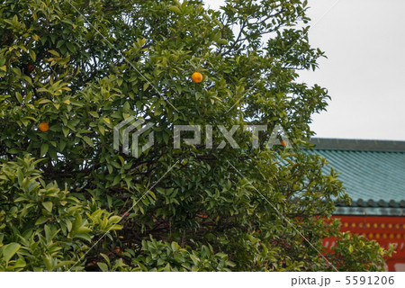 平安神宮 右近の橘 平安神宮 右近の橘 5591206