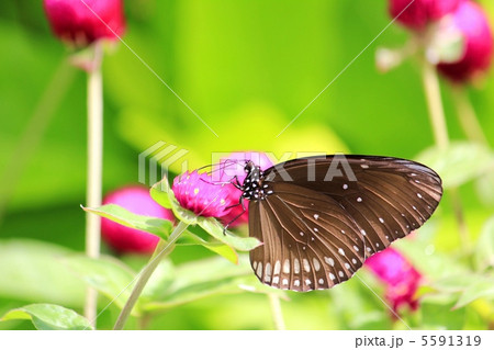 かわいい蝶々と花 かわいい蝶々と花 5591319