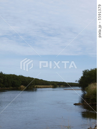 鮭が遡上する標津川 5591379