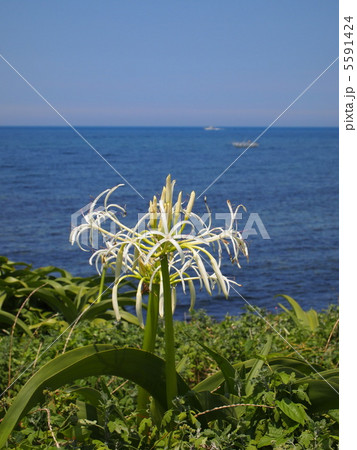 ハマユウ 縦 ハマユウ 縦 5591424