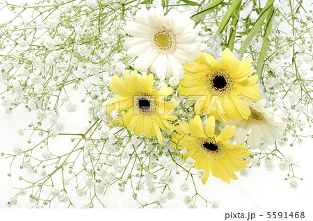 ガーベラ ガーベラ 5591468