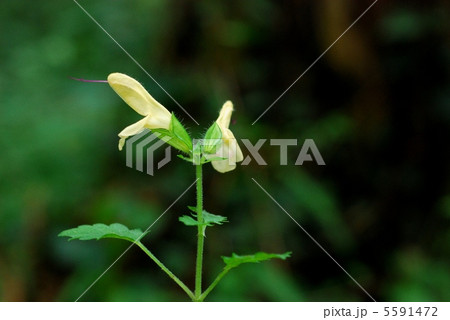 キバナアキギリ キバナアキギリ 5591472