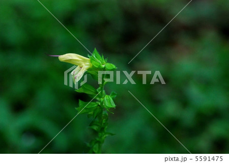 キバナアキギリ キバナアキギリ 5591475