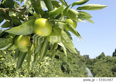 温州みかん 5591497