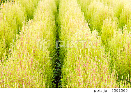 コキア コキア 5591566