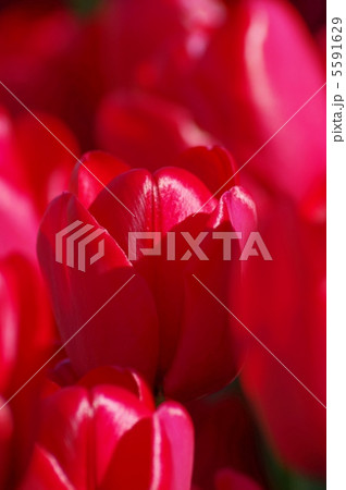 チューリップ 5591629