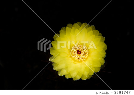 さぼてんの花 5591747