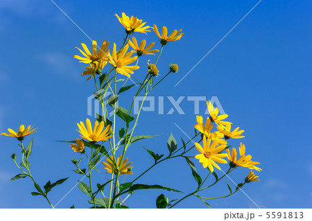 イヌキクイモ イヌキクイモ 5591813