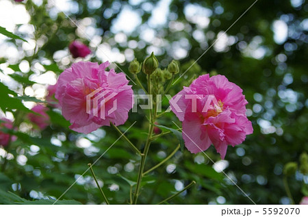 すいふよう 9月 すいふよう 9月 5592070