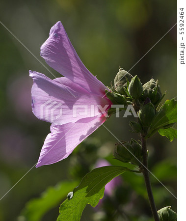 コーレスティス淡い紫の花 5592464