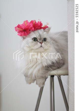 オシャレ猫 5592525