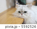 リラックス猫 5592526