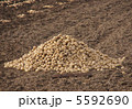 ジャガイモの収穫 5592690