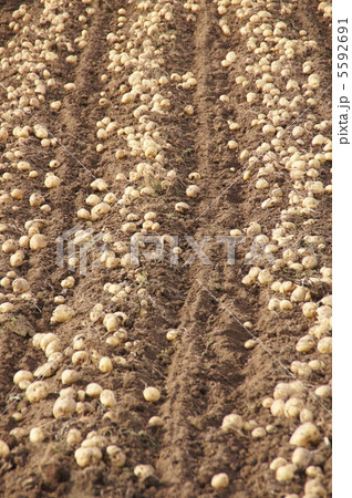 ジャガイモの収穫 5592691