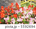 ベコニア 5592694