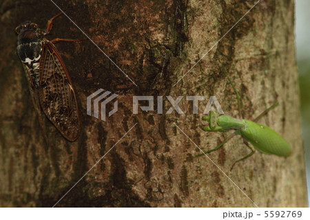 アブラゼミを狙うハラビロカマキリ 5592769