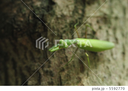 ハラビロカマキリ 5592770