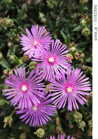 リビングストンデージー リビングストンデージー 5592990