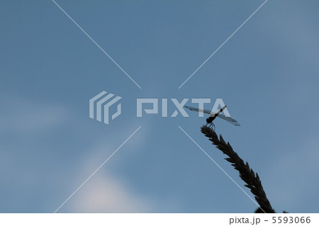 トウモロコシの穂先にとまっているトンボと青空 トウモロコシの穂先にとまっているトンボと青空 5593066