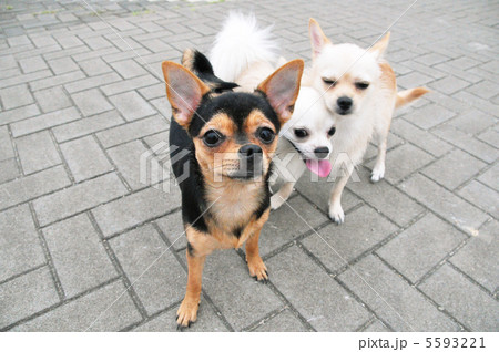 可愛い子犬3 可愛い子犬3 5593221