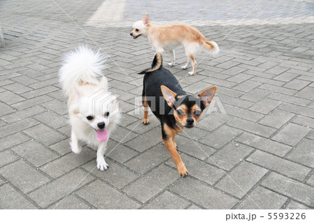可愛い子犬8 可愛い子犬8 5593226
