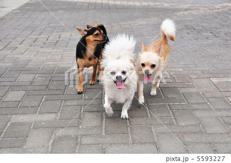 可愛い子犬9 可愛い子犬9 5593227