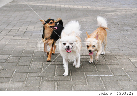 可愛い子犬１０ 5593228