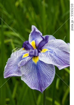 花菖蒲 5593230
