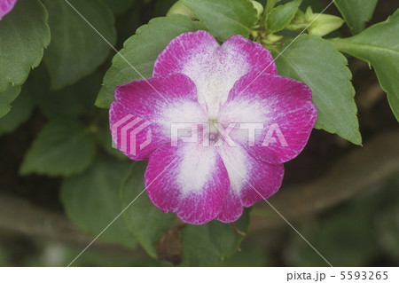 インパチェンス インパチェンス 5593265