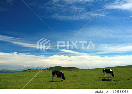 初夏の美ヶ原高原 5593348