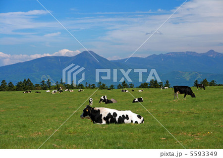 初夏の美ヶ原高原 5593349