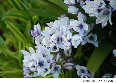 バビアナ・ストリクタ（ホザキアヤメ）の花 5593356