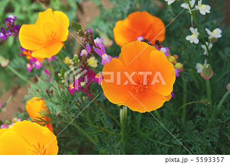 ハナビシソウ(花菱草/カリフォルニア・ポピー)の花とヒメキンギョソウ(リナリア)の花 ハナビシソウ(花菱草/カリフォルニア・ポピー)の花とヒメキンギョソウ(リナリア)の花 5593357