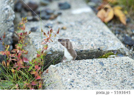 オコジョ 5593645