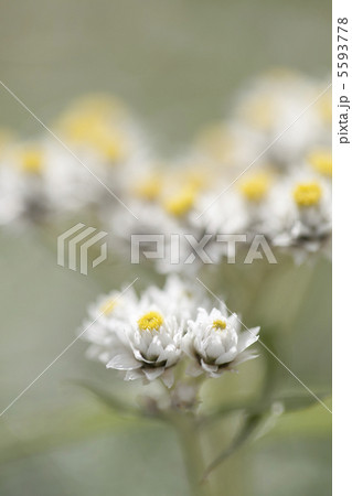 ヤマハハコ ヤマハハコ 5593778