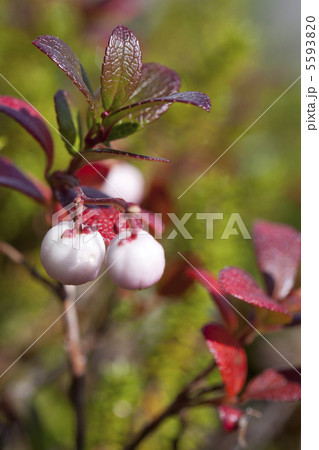 シラタマノキ シラタマノキ 5593820