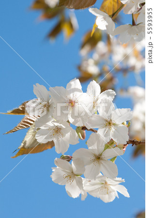 大島桜 5593955