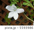 ジャスミン 5593986