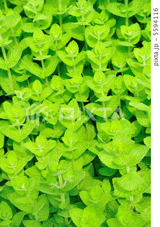 アップルミント 5594116