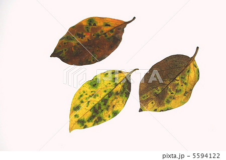 落ち葉 5594122
