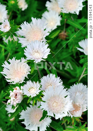 白いストケシア 5594143