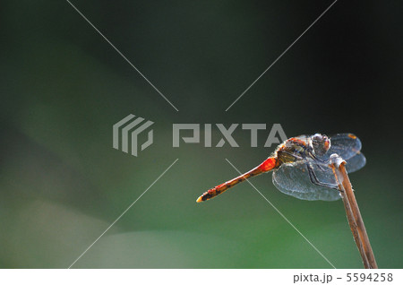赤とんぼ 5594258