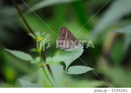 ヒメジャノメ 5594261