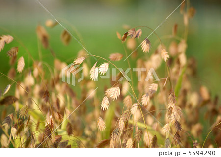 ワイルドオーツ ワイルドオーツ 5594290