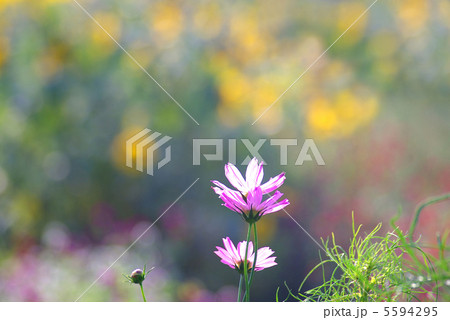 ぼやけたヒマワリ畑背景のピンクのコスモス 5594295
