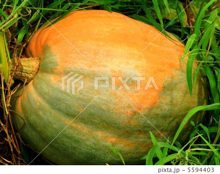 デッカ~イ、カボチャ デッカ~イ、カボチャ 5594403