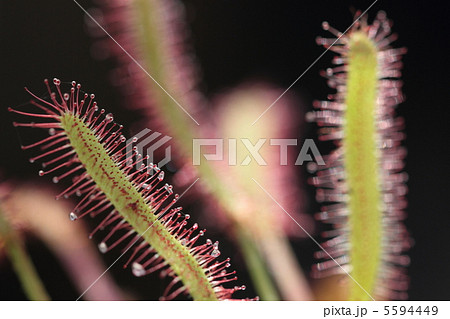 食虫植物・ドロセラ カペンシス 食虫植物・ドロセラ カペンシス 5594449