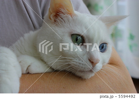 ウチネコ 5594492